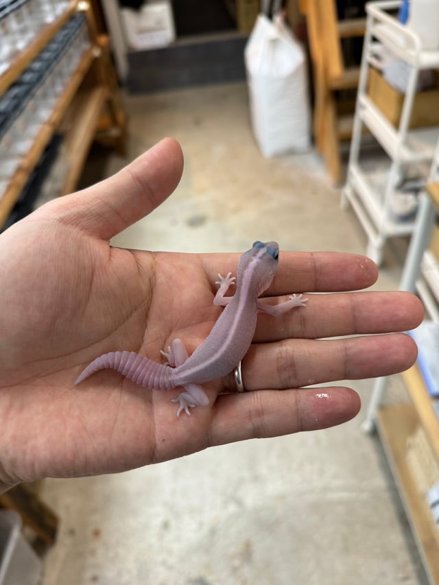 パープルヘイズ