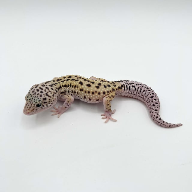 スノーhetエクリプス