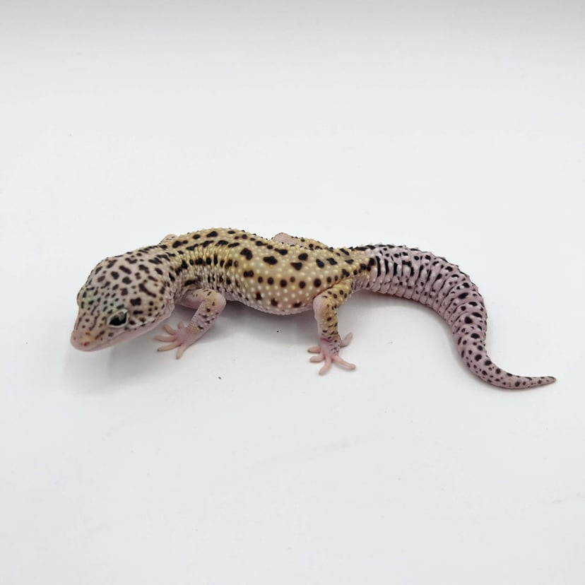 スノーhetエクリプス