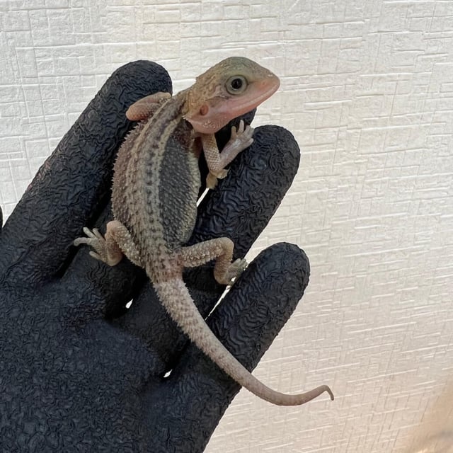サンダーボルト