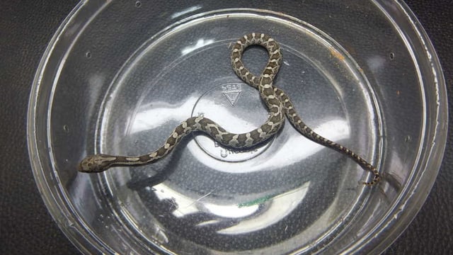 ノーマルPhetキャリコカウサッカーハイポアルビノ
