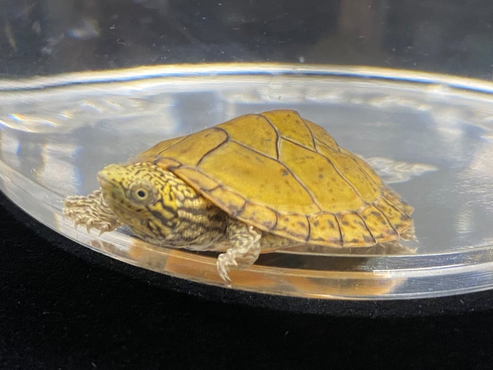 ヒメニオイガメ 