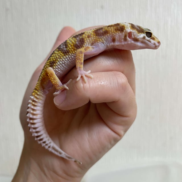 スノータンジェリン