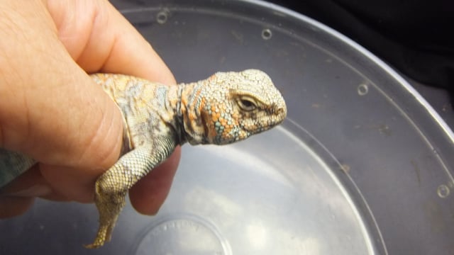 アガマ