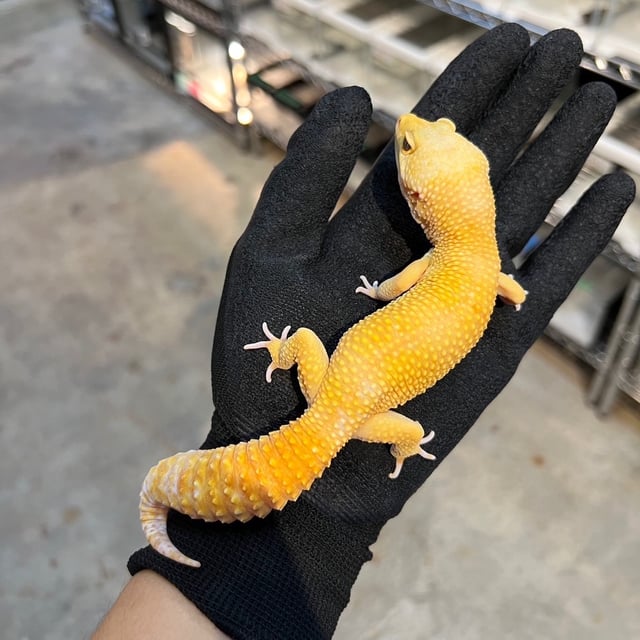 レインウォーターhetマーフィー