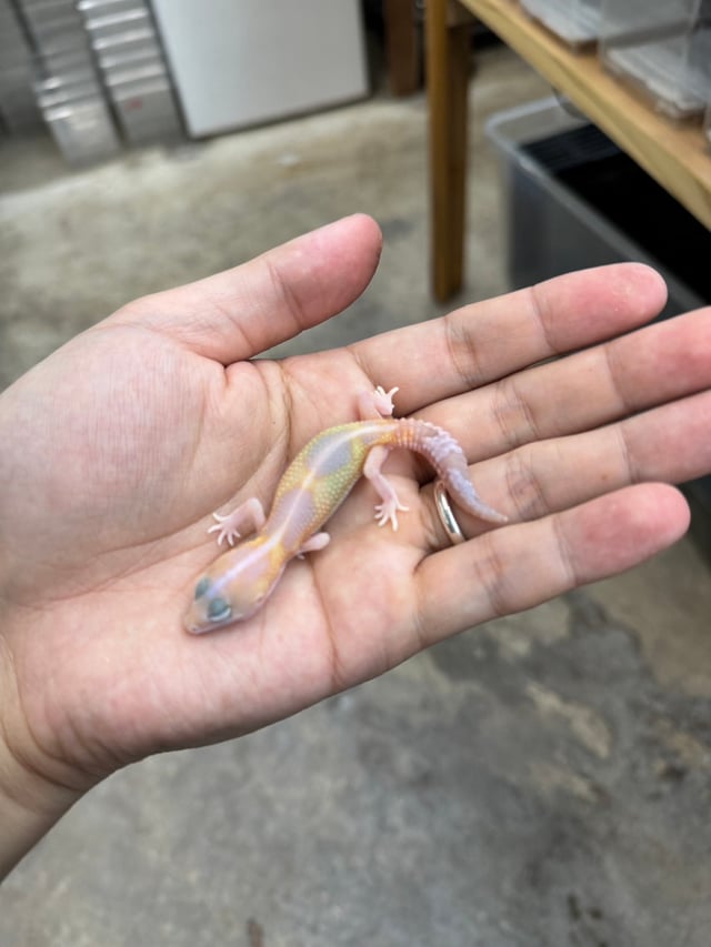 アメルズールー