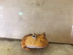 ブラウン