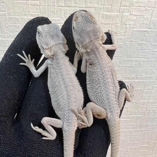 ハイポゼロ