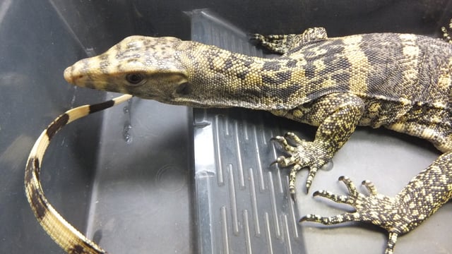 サルファモニター