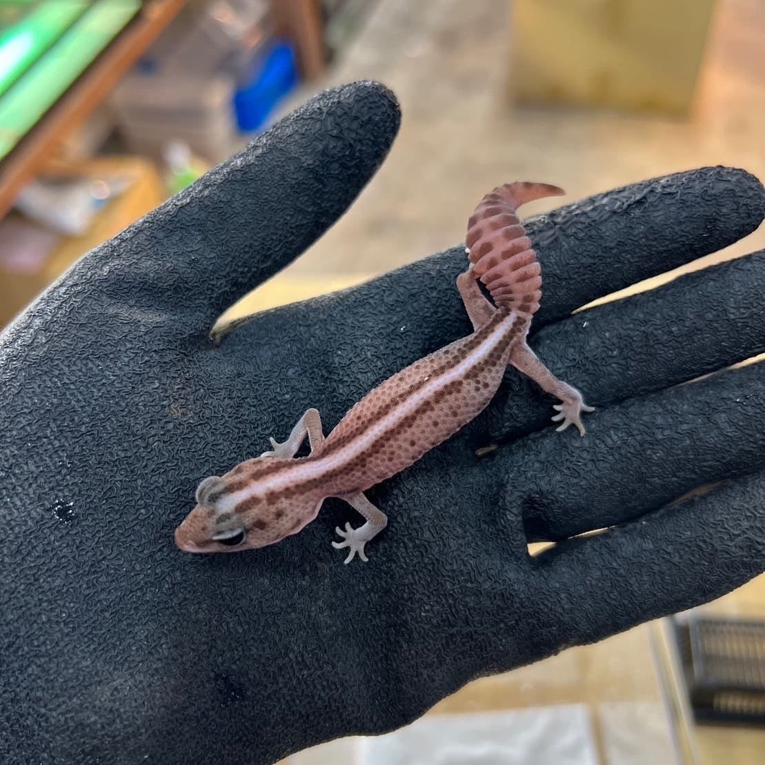 ニシアフリカトカゲモドキ オレオパターンレスhetゴースト