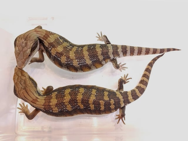 アオジタトカゲ