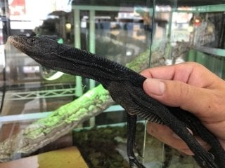 ツリーモニター 