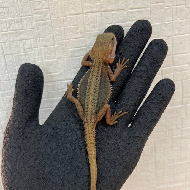 サンダーボルト