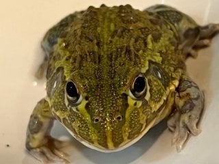 ウシガエル 