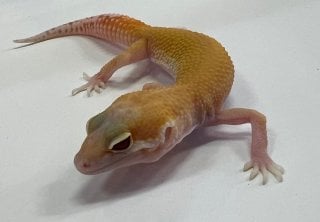 ラプター