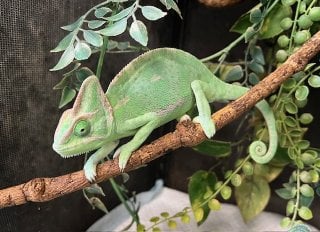 カメレオン