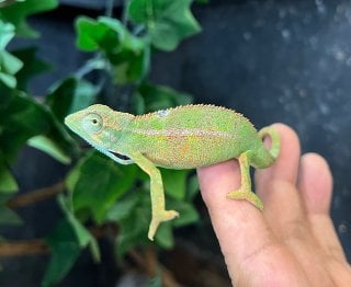 カメレオン