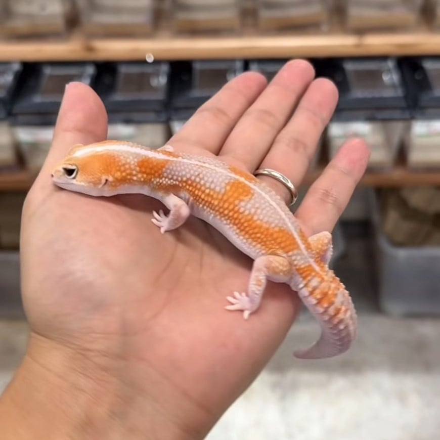 ニシアフリカトカゲモドキ アメルズールーhetスノー