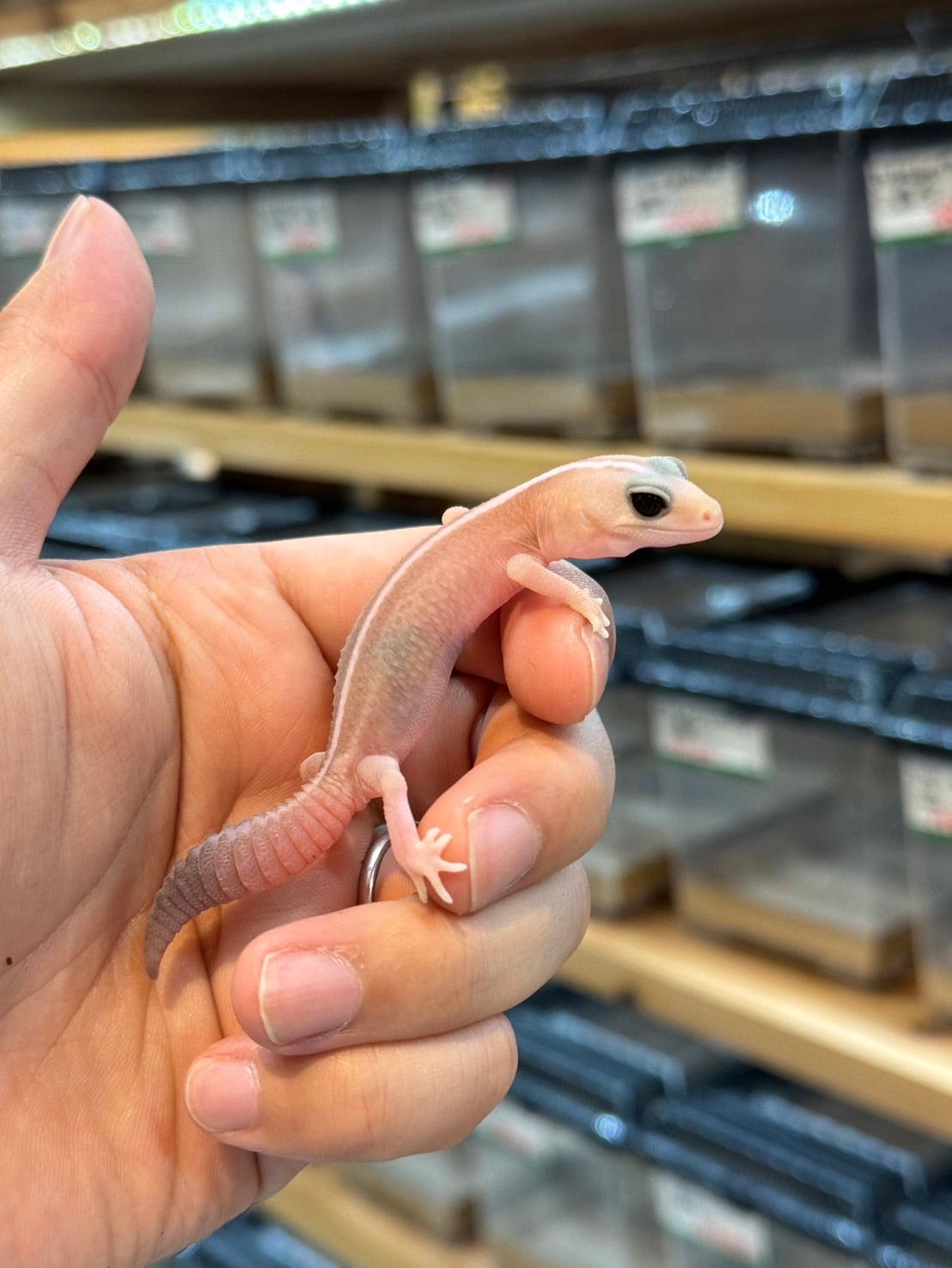 ニシアフリカトカゲモドキ アメルオレオパターンレス