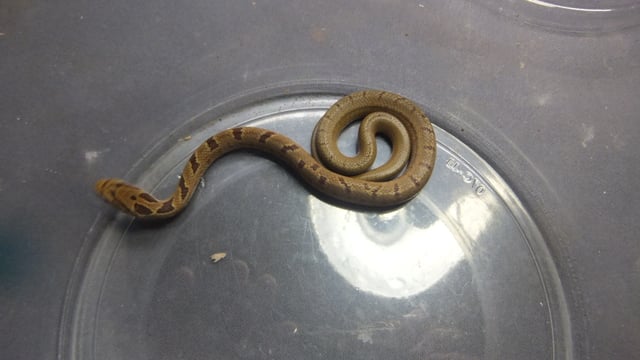 シマヘビ