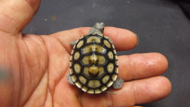 オルナータ