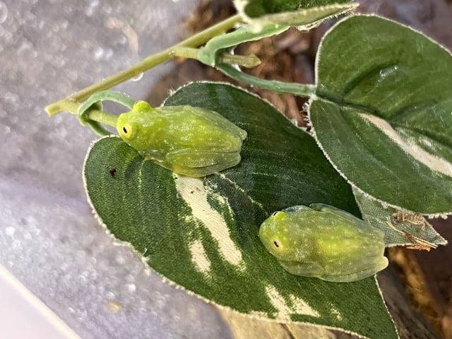 アマガエル 