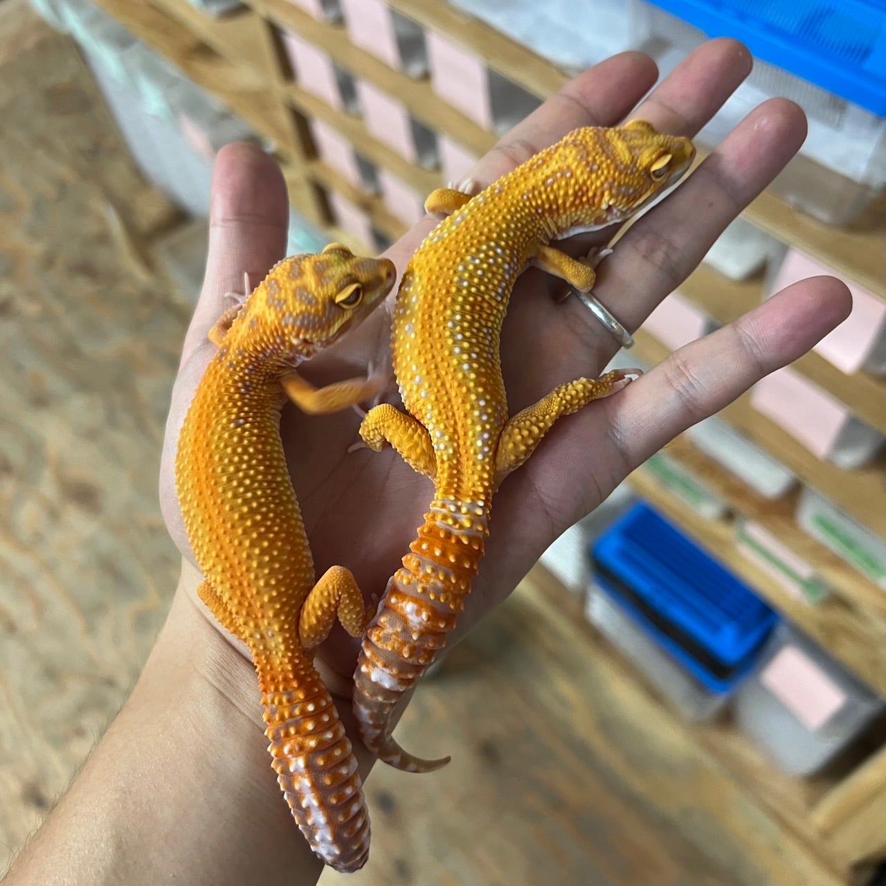 ヒョウモントカゲモドキ レッドダイアモンド