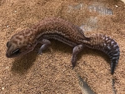 パターンレス