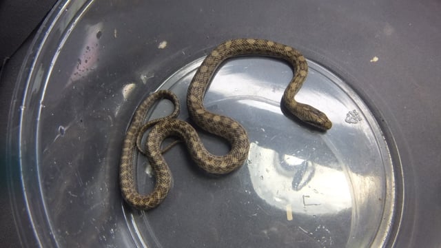 アオダイショウ