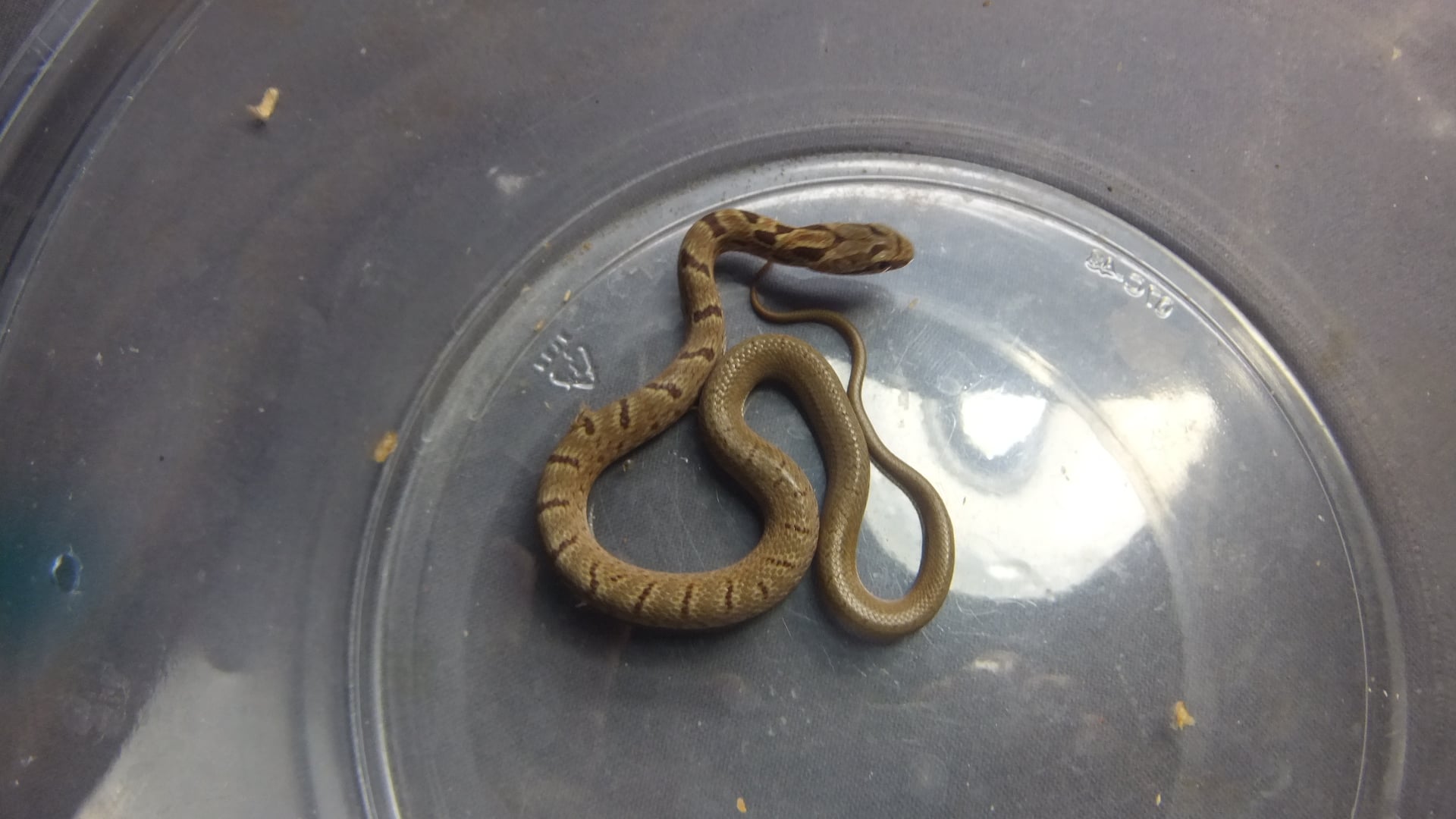 シマヘビ 