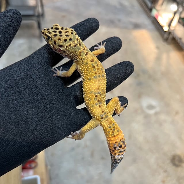エメリン
