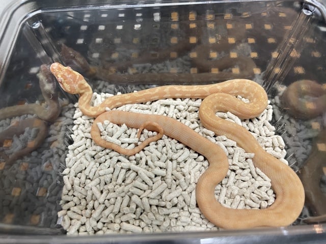 アルビノレッドライン