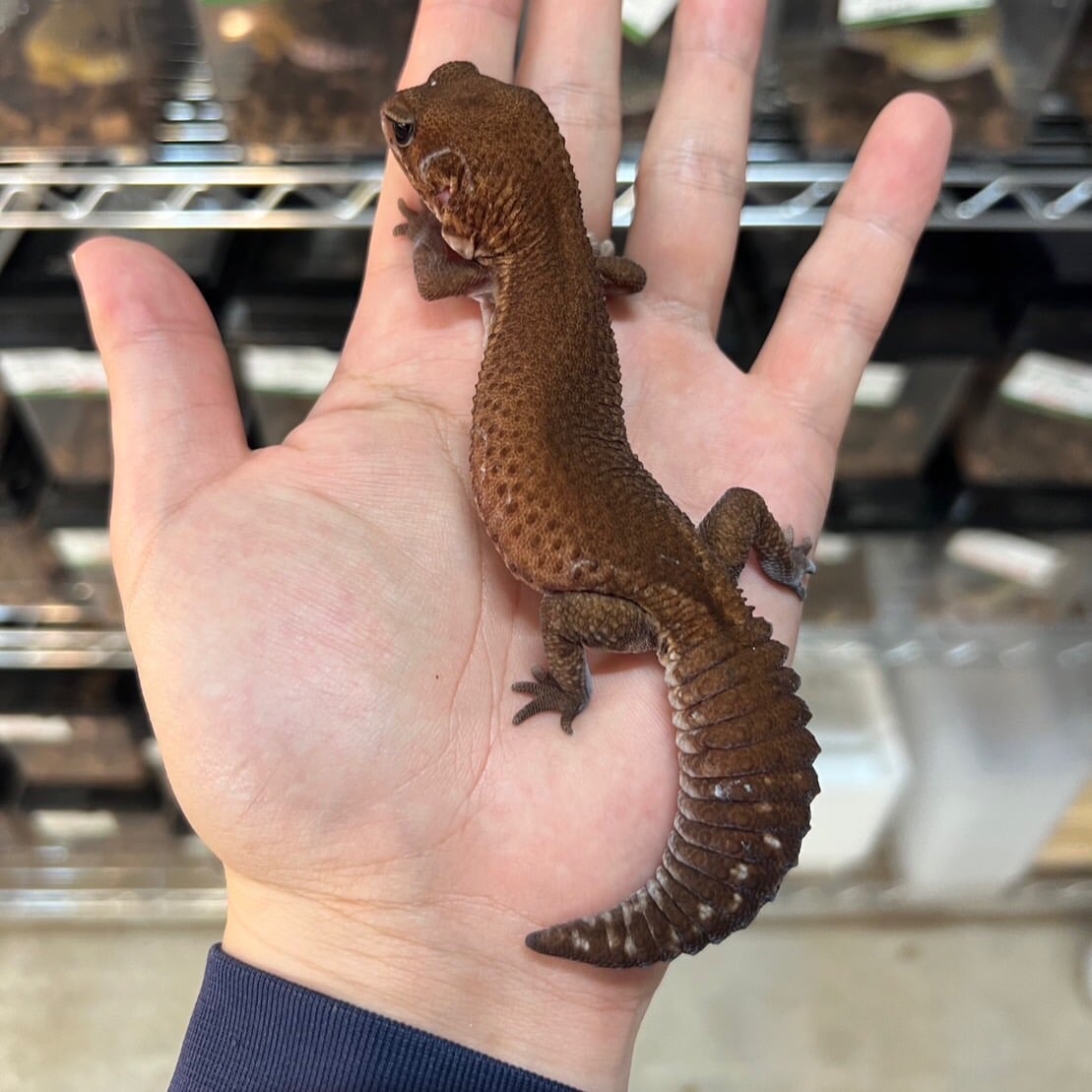 ニシアフリカトカゲモドキ パターンレス
