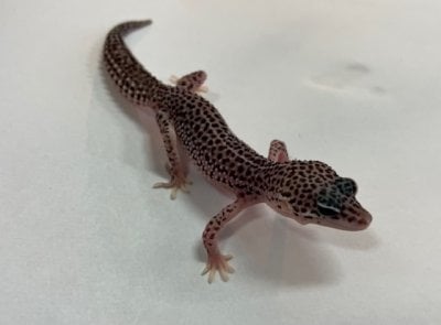 スーパーマックスノー