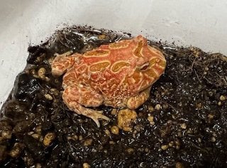 ストロベリー