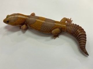 アルビノストライプ
