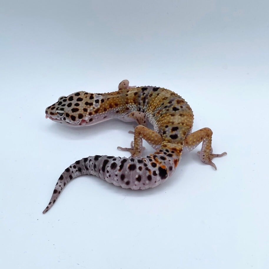 ヒョウモントカゲモドキ タンジェリン