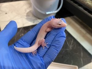 ヒョウモントカゲモドキ ベルブレイジングブリザード