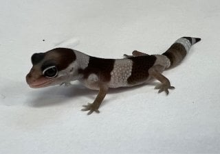オレオ