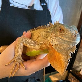 イグアナ レッド