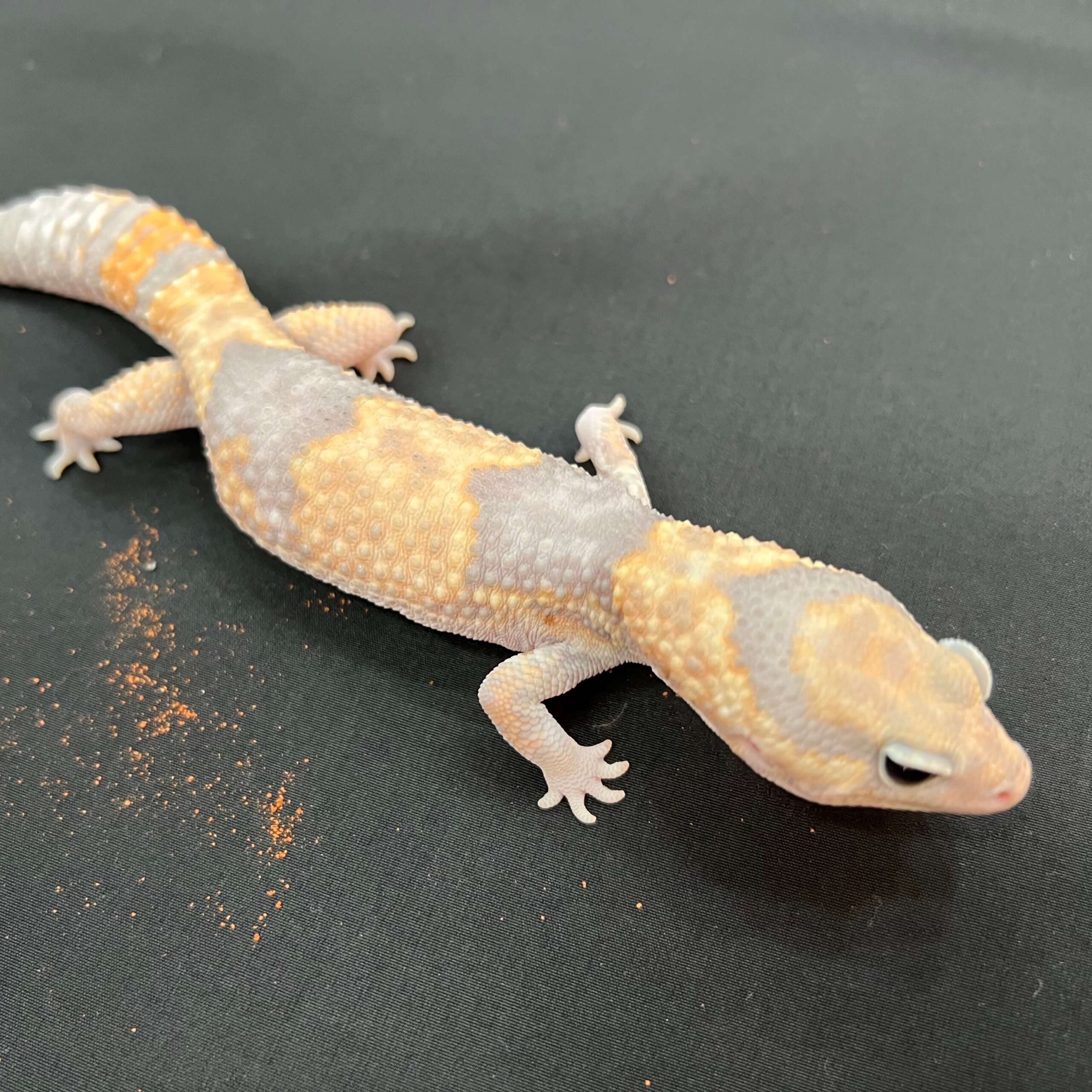ニシアフリカトカゲモドキ ゴースト