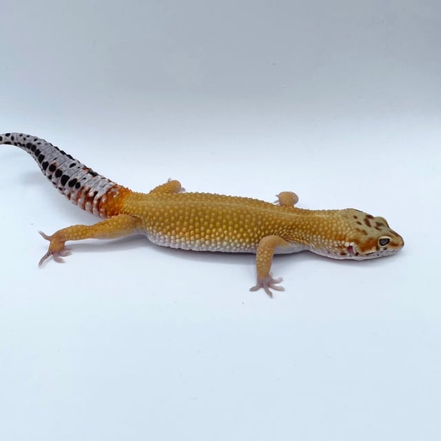エメリン