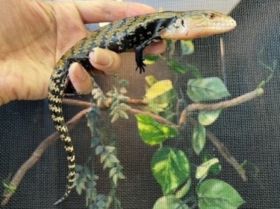アオジタトカゲ 
