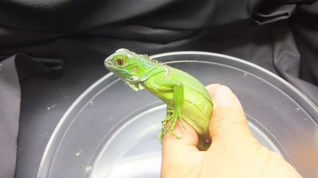 イグアナ