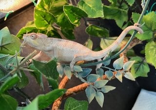 カメレオン ノシベ