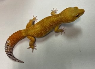 ヒョウモントカゲモドキ サングロー