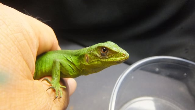 イグアナ