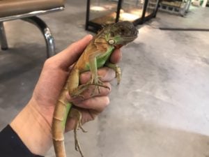 イグアナ