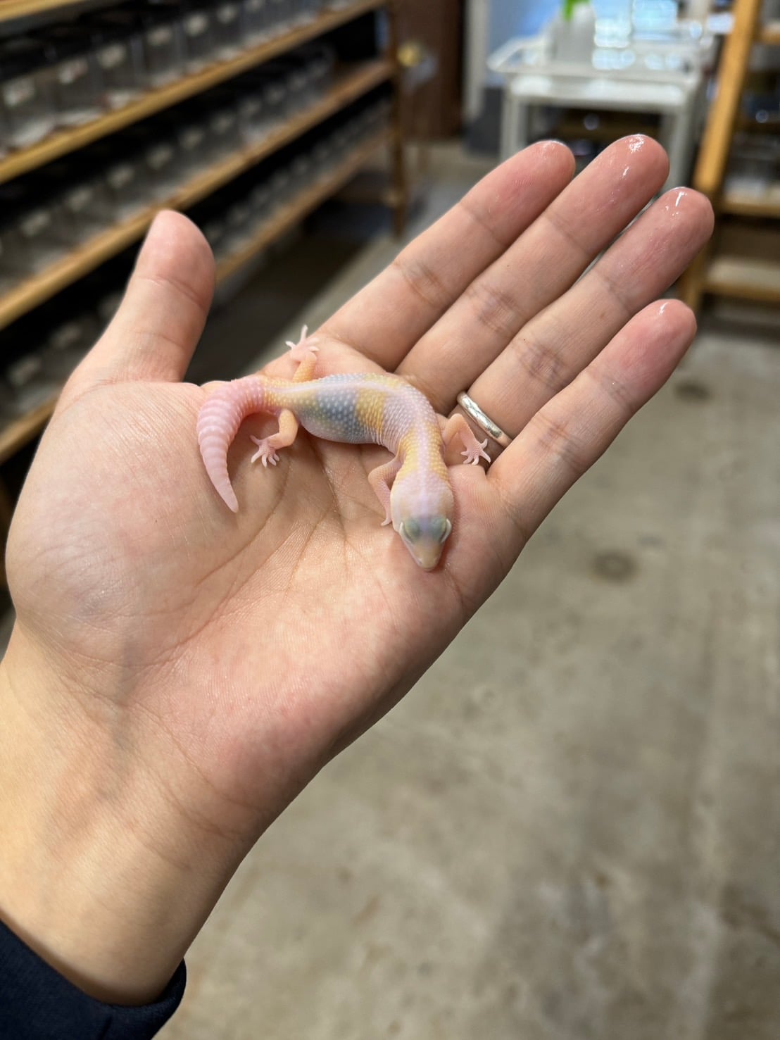 ニシアフリカトカゲモドキ ラキビノ