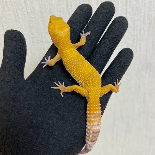 トレンパーアルビノ